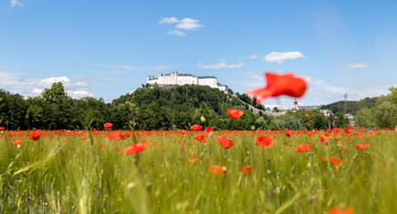 Festung Hohensalzburg in Summer. Blooming red poppy field and blue sky