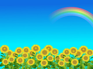 ひまわり畑　虹