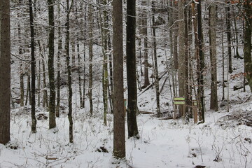 Fototapeta premium A path through the winter cold forest.