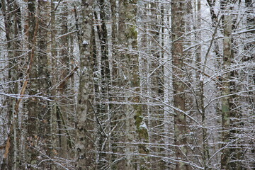 Fototapeta premium A path through the winter cold forest.