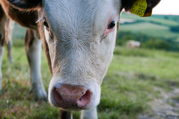 Closeup of face of calf looking at camera