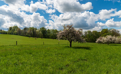 Springtime rural landscape with meadow, flowering aplle trees, cows and blue sky with clouds