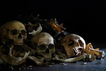 Pile of Skulls and bone and jaw put on decay timber and the wooden table in old room which has dim...