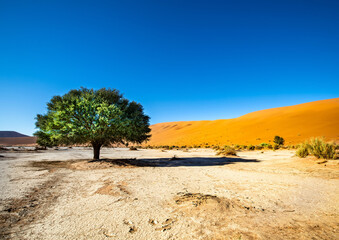 Fototapeta na wymiar Vegetation in the Namib Desert in Sossusvlei
