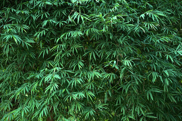 Green bamboo leaf background
