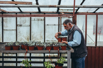 man working in his greenhouse flowers nursery. small business concept