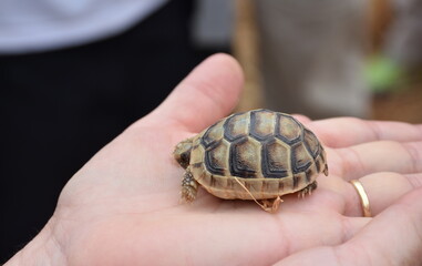 close up of a wild small greek tortoise on a hand. Greece 2018.
