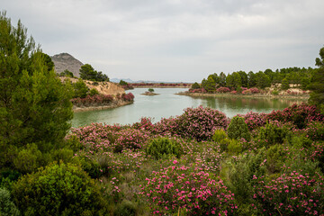 Oleanders in bloom in the Embalse del Mayes in Murcia. Spain