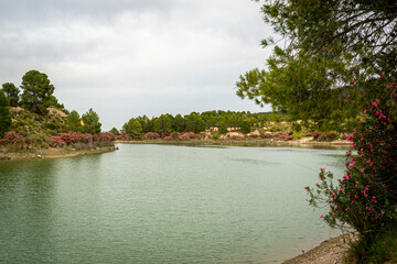 Oleanders in bloom in the Embalse del Mayes in Murcia. Spain