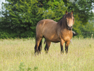 Pretty Pony In Long Grass