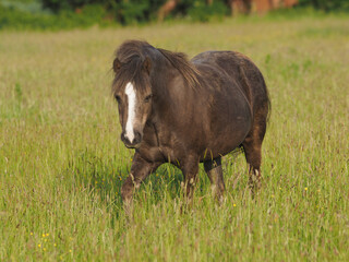 Native Pony In Long Grass