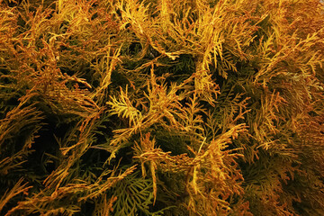 autumn leaves texture, yellow and brown leaves background