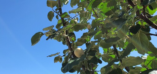 green leaves against blue sky