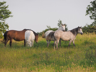Fototapeta premium Herd of Ponies