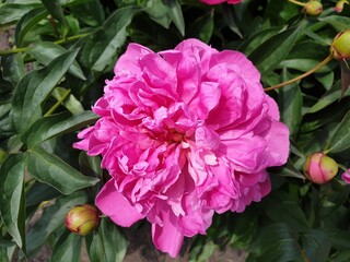 pink flower in the garden