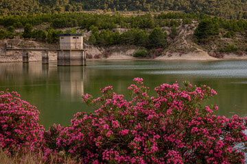 Oleanders in bloom in the Embalse del Mayes in Murcia. Spain