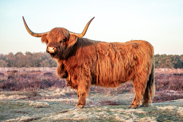 Mighty proud Scottish Highland Cattle cow in the purple moorlands at he Bussumse Heide, long wavy hair and long horns.