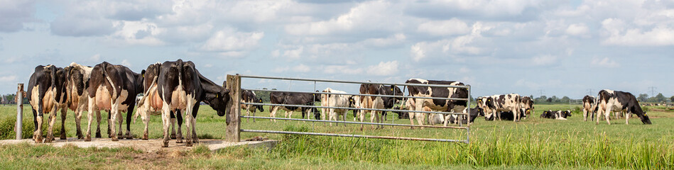 Group of cows passing a gate in the pasture, peaceful and sunny in Dutch landscape of flat land with a blue sky with clouds, panoramic view