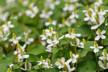 Fish mint flowers, chameleon plant, lizard tail