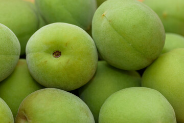 Harvested Green Japanese apricot fruit, Young fruits of Ume