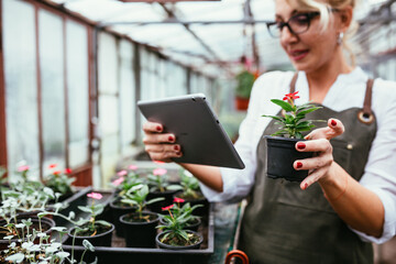 woman working in greenhouse. small family business concept