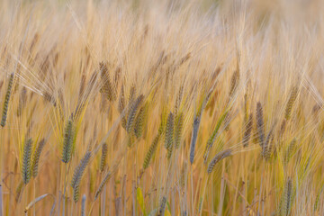 Ripe barley ears, Barley field