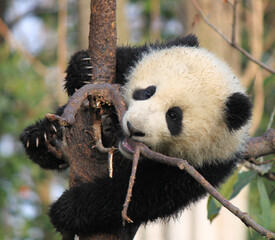 Panda cub playing