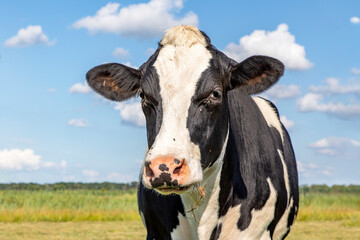 One mature black and white cow, frisian holstein, calm and friendly in a pasture under a blue sky and a faraway  horizon