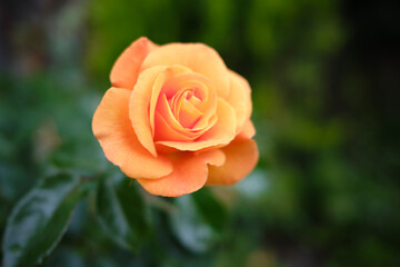 Roses are one of the most popular garden flowers © Lux