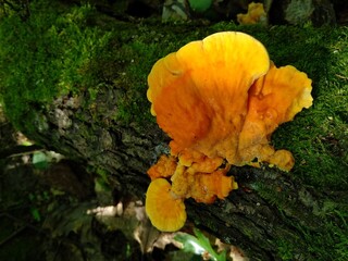 mushrooms on a tree