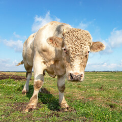 White blond Charolais bull with curls approaches threateningly, looking dangerous in a green field...