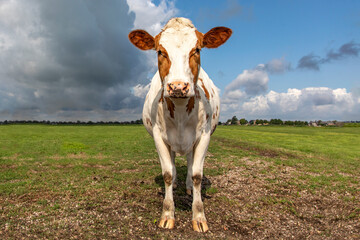 Red brown dairy cow standing steadfast and firm in a pasture with overcast, heavy clouded blue sky in a green field