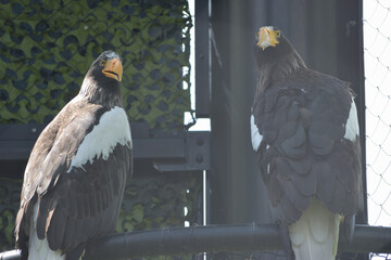 旭山動物園　ワシ