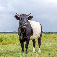 Lakenvelder, a black Dutch Belted cow, with horns and mouth open with blue tongue, in the field on a sunny day, and with blue sky with a few clouds.