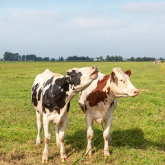 Fototapeta na wymiar Two cute young cows, one is mooing, black and white and red and white, side by side in a field