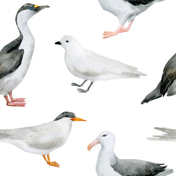 Watercolor seamless pattern with nothern birds. Antarctic tern, Imperial shag, Wandering albatross, Snow petrel. Wild birds for baby textile, wallpaper, nursery decoration. Antarctic series.