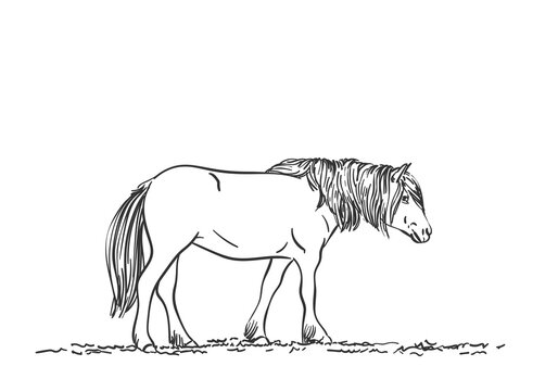 Skech of horse with long mane, Vector sketch Hand drawn illustration