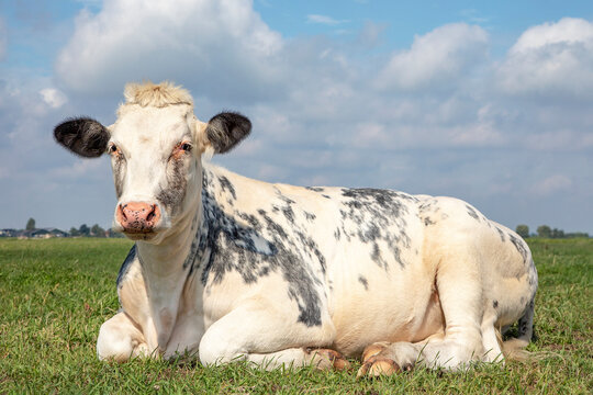 Lovely white cow looking while lying down  in the field,  blue sky and straight horizon