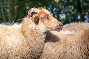Close up of the head of a Drent Heath sheep with horns, amidst a flock of sheep. Drents heideschaap.