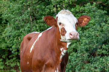 Head of a cute cow with white face, red ears and pink nose, background is green trees