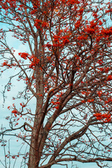 red berries on a tree and blue sky