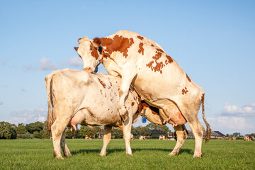 Two cows playing in the field, wrestling together under a blue sky.