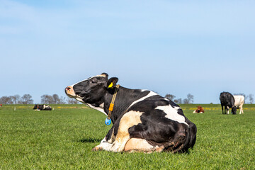 Black and white cow lying in the field, sniffing in the air, happy and comfortable relaxing and a...