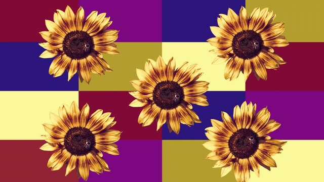 Colourful motion design sunflower background. Dancing sunflowers. VJ clip. Concept of joy, summer and nature in our life.