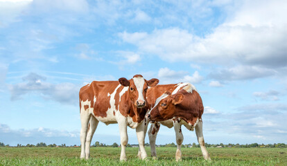Two cute calves stand together in a green meadow under a cloudy blue sky and a faraway straight...