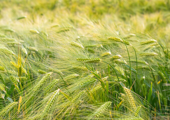 Many Green Ears of Wheat