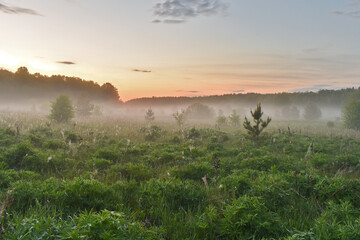 fog in the woods at dawn