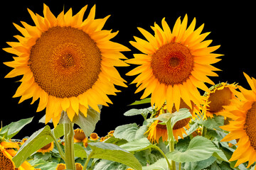 sunflowers in the field