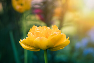 Beautiful bright colorful yellow tulip flower blossom in spring blooming garden