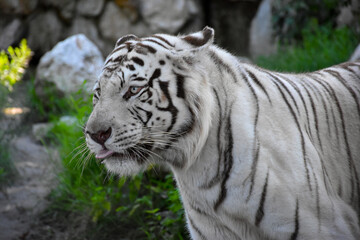 Fototapeta na wymiar Closeup view of White Bengal tiger with his pink tongue out, animal portrait
